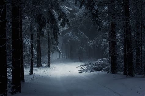 Dark Snowy Woods Wallpaper