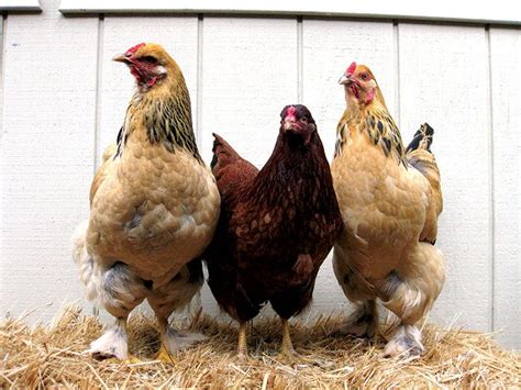 How To Raise Chickens Bred To Be Broilers Hobby Farms Raising