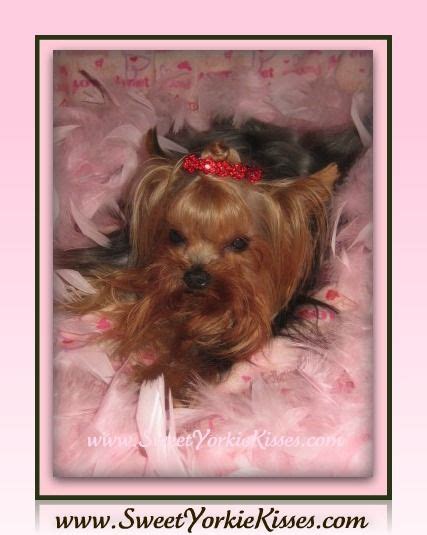 My Beautiful Yorkies I Am A Proud Mama Yorkie Puppy For Sale