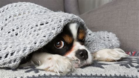 Dog Anxiety The Warning Signs Of Anxiety In Dogs Petplate