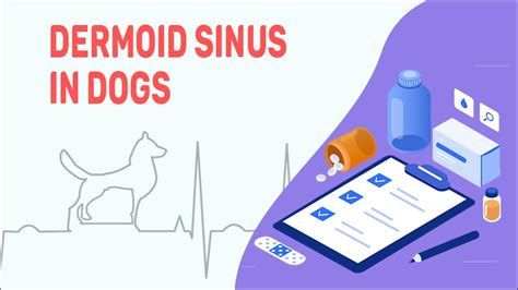 Dermoid Sinus In Dogs Symptoms And Treatments Pet News Live