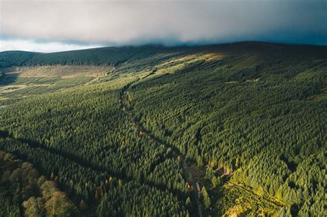 How Ireland Has Lost Almost All Of Its Native Forests Brighton Journal