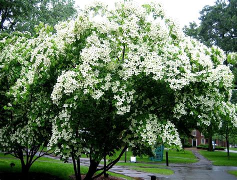 Flowering dogwoods are the state tree of missouri as well as the state flower of both north carolina and virginia. chinese dogwood Kousa dogwood Beautiful Blooms, Foliage ...