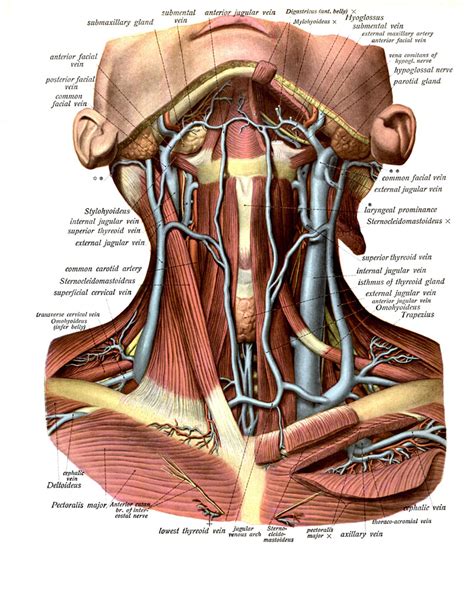 Anatomy Of Neck Veins
