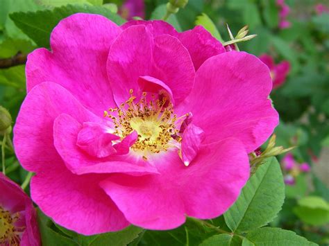 Kostenloses Foto Rose Rosa Rosa Blume Blume Kostenloses Bild Auf