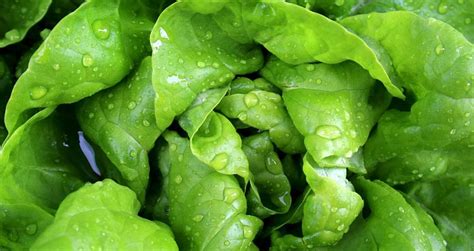 Archaeological evidence suggests egyptians were the first to breed lettuce for its edible leaves in around 2,600 b.c. Can Cats Eat Lettuce