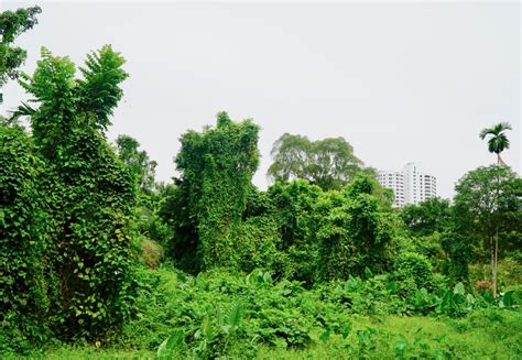 Parks in singapore are managed by the national parks board. A Jungle Walk in the MacRitchie Reservoir and Windsor ...