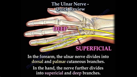 Ulnar Nerve Hand Anatomy