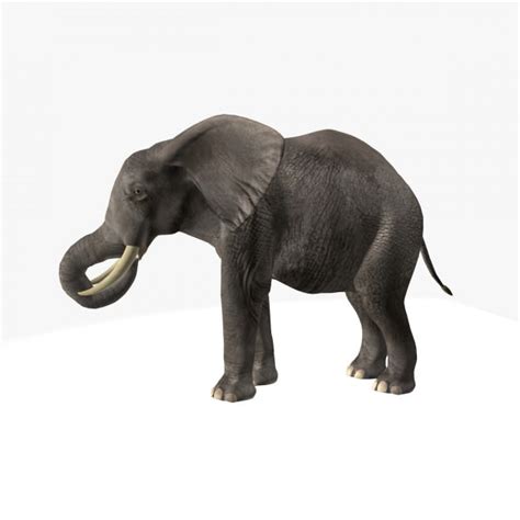 African Elephant 3d Model Animated Rigged Cgtrader