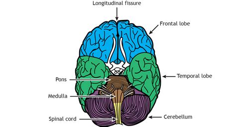 External Brain Anatomy Foundations Of Neuroscience