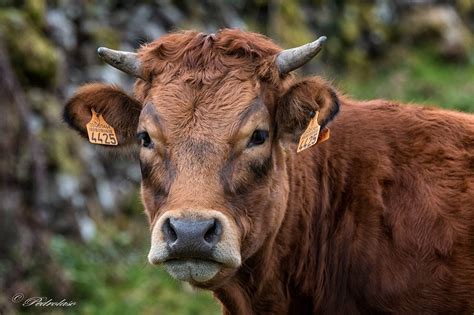Descarga este vector premium de fantasía patrón de vaca cabeza de animal y descubre más de 9 millones de recursos gráficos en freepik. Cabeza de vaca en Selviejo, Luena por Pedro Laso ...
