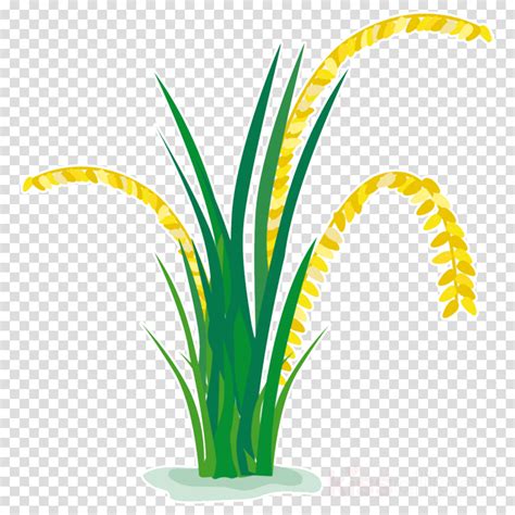 Paddy Plant Clipart Vector Paddy Clipart 10 Clipart Station