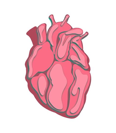 Premium Vector Anatomical Human Heart