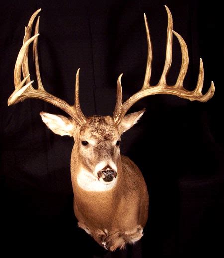 Worlds Biggest Bucks The Top Typical Whitetails Of All Time