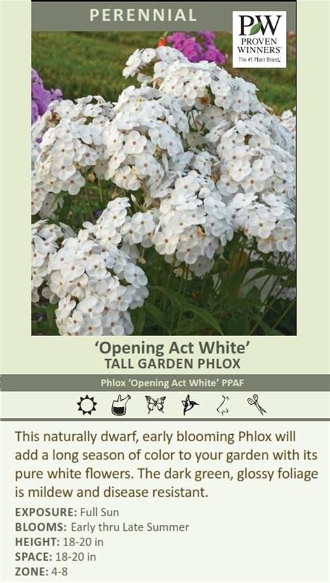 Phlox Opening Act White Perennial Plant Sale Bloomin Designs Nursery