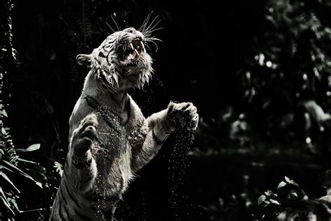 Download black wallpapers from pexels. Siberian White Tiger 4k Wallpapers - Wallpaper Cave
