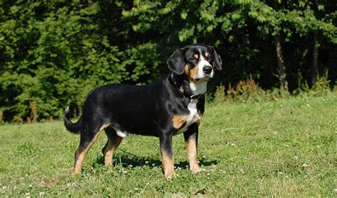 Entlebucher Mountain Dog The Athletic And Physical Entle Makes An