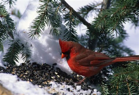 Image Detail For Male Cardinal Bird Richmondena Cardinalis At Bird