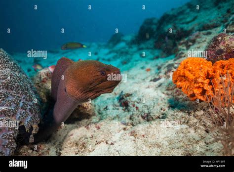 Moray Eel Hidden Under Coral Reef Indian Ocean Maldives Stock Photo