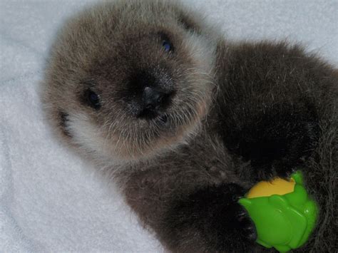 See more ideas about otters, baby otters, otter love. Pictures of Baby Otter | POPSUGAR Pets