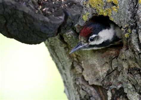 Syrian Woodpecker Stock Photos Pictures And Royalty Free Images Istock