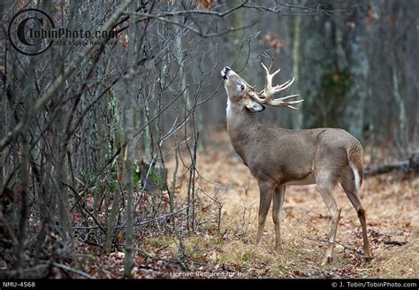 Whitetail Buck Behavior Licking Branch Nmu 4568