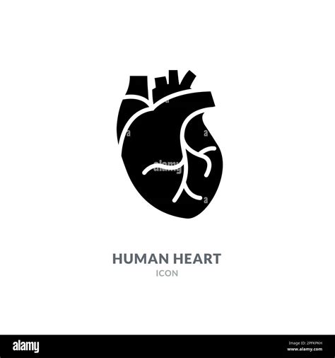 Real Human Heart Stock Vector Images Alamy