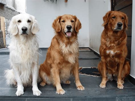 Red Golden Retrievers Differences Temperament Health And Care