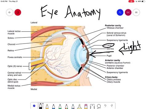 Caso Wardian Avenida Armstrong Anatomy Of The Eye And Their Functions