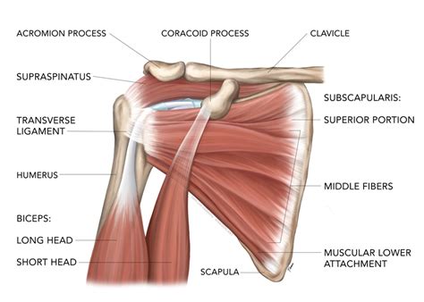 Sports Injury Bulletin Diagnose Treat Is Isokinetic Shoulder