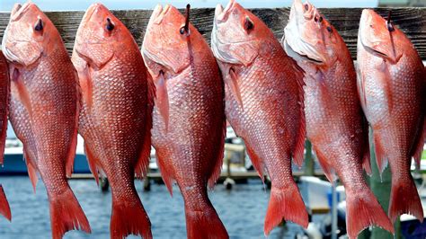 Louisianas Red Snapper Season To End At 1201 Am Thursday