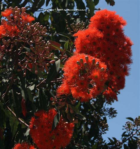 Corymbia Ficifolia Eucalyptus Ficifolia Red Flowering