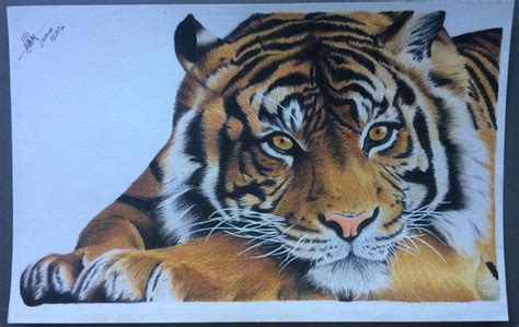 Dibujos A Lapiz Animales Tigres Dibujo A Lapiz De Tigre Old Shoe By