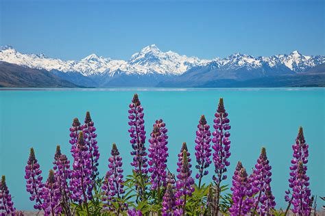 Maybe you would like to learn more about one of these? New Zealand Travel & Photography Advice | Wild Lupin Flowers