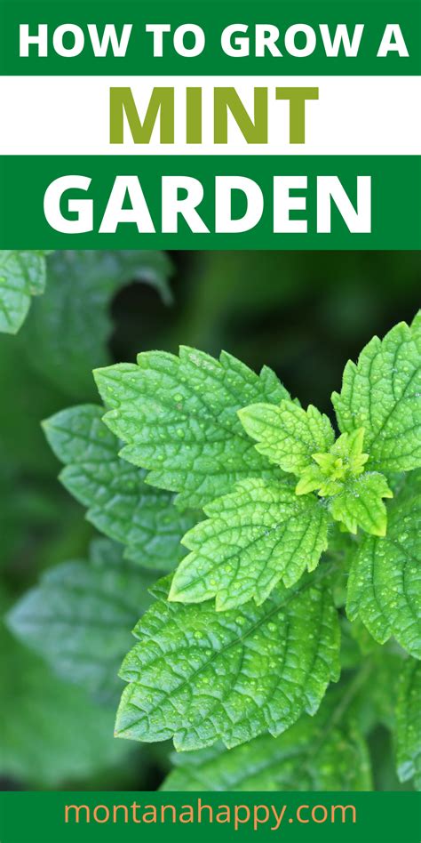 How To Grow A Mint Garden Text Overlay With A Close Up Picture Of A