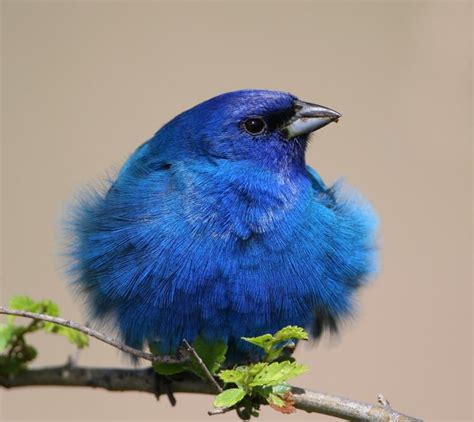 Oiseau Bleu Oiseaux Birds Vogels Pajaro Ave Oiseaux De