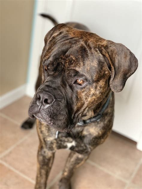 Sully the Beast | Bull mastiff, Brindle, Dogs