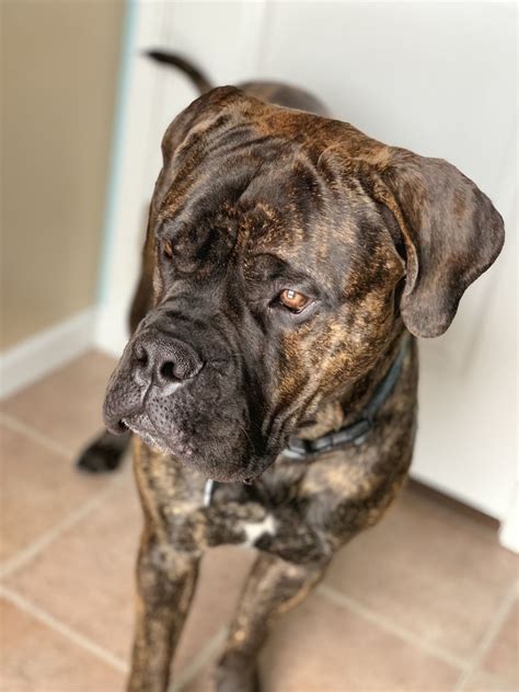 Sully The Beast Bull Mastiff Brindle Dogs