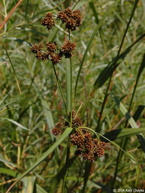 Scirpus Atrovirens Dark Green Bulrush Minnesota Wildflowers