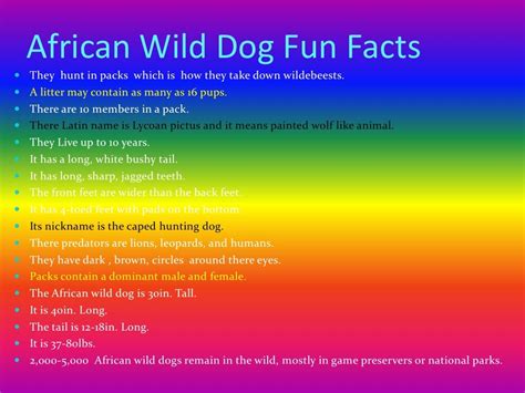 African Wild Dog