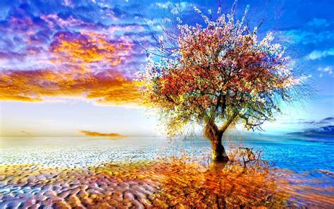 Download Reflection Lonely Tree Blossom Colorful Nature Tree Hd Wallpaper