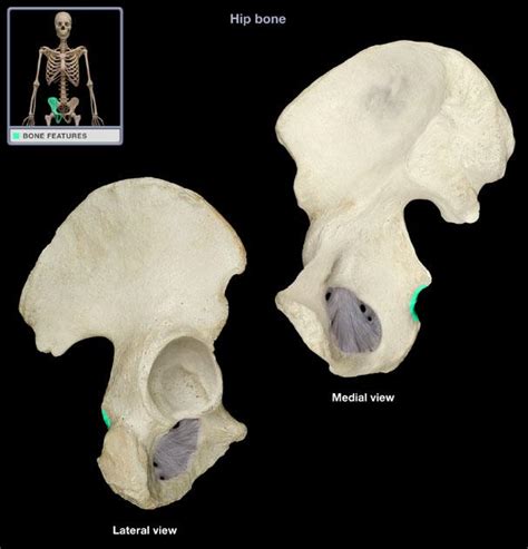 The interesting thing about piriformis sciatic pain (if there can be an interesting thing about pain) is that you cannot find a better name for sciatica would be piriformis syndrome named after the location of the muscle that is pressing on the sciatic nerve. Anatomy & Physiology Kin 360 > Lauren Mc Daniel ...