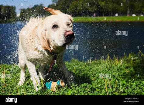 Funny Dog Shaking Off Water Stock Photo Alamy