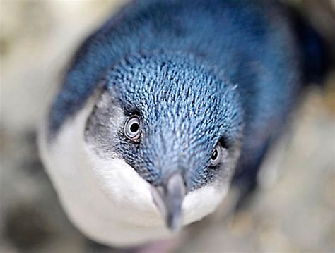 Little Blue Penguins Baby Animal Zoo