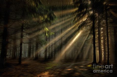 Sun Rays In The Forest Photograph By Michal Boubin Pixels