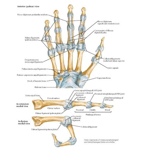 Metacarpophalangeal And Interphalangeal Ligaments Anatomy Pisiform Bone