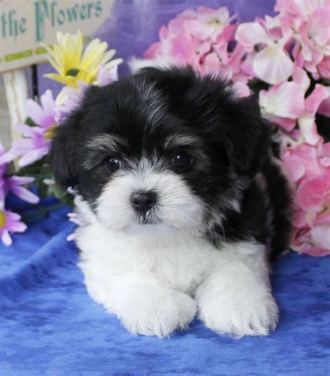 Everything About The Cheerful Havanese Puppies Personality