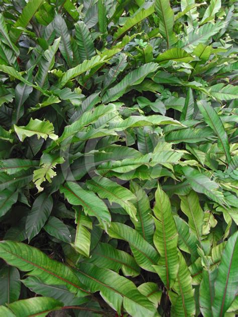 The flowers are very large for the plant and look like an upright lobster claw type. Heliconia stricta Dwarf Jamaican | Heliconia information ...