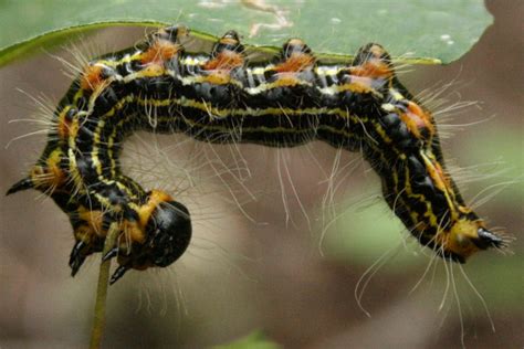 Black caterpillars' best identification markers are that they have hairy and fuzzy bodies with some specific appearance. The Öko Box: Black & Yellow Striped Caterpillar (with ...