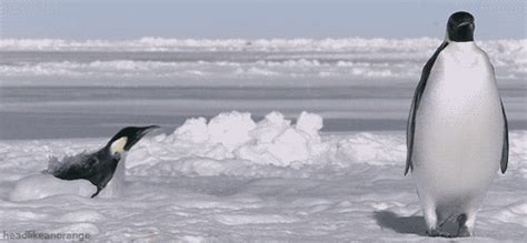 Penguin Swimming  Find And Share On Giphy